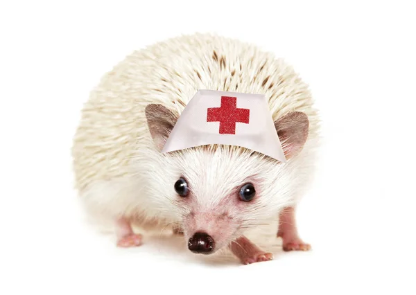 Pygmy hedgehog wearing a nurse hat — Stock Photo, Image