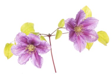 Mor clamatis çiçek kesme