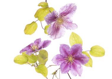 Mor clamatis çiçek kesme