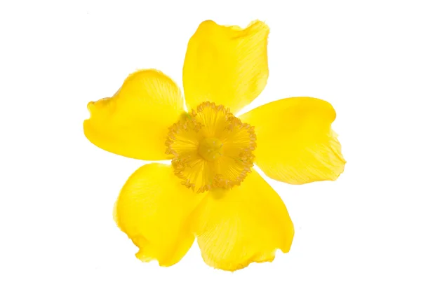 Ritaglio di fiore di clamatis giallo — Foto Stock