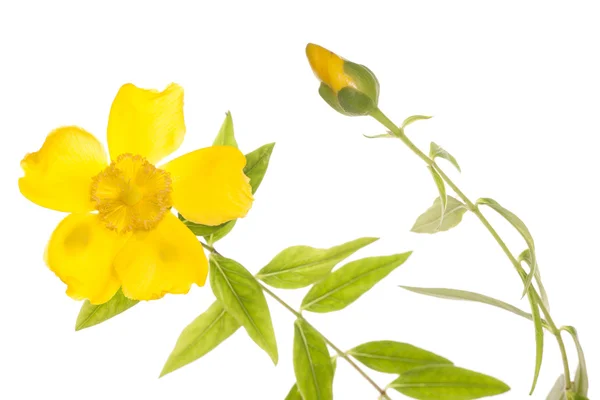 Yellow clamatis flower cutout — Stock Photo, Image