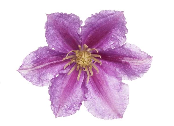Clamatis fioletowy kwiat wyłącznik — Zdjęcie stockowe