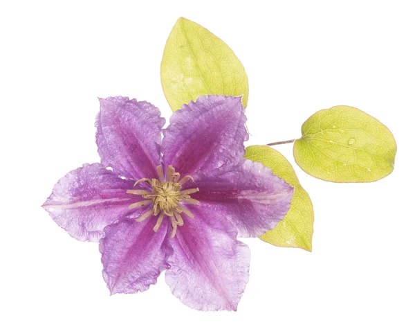 Ritaglio di fiori viola clamatis — Foto Stock