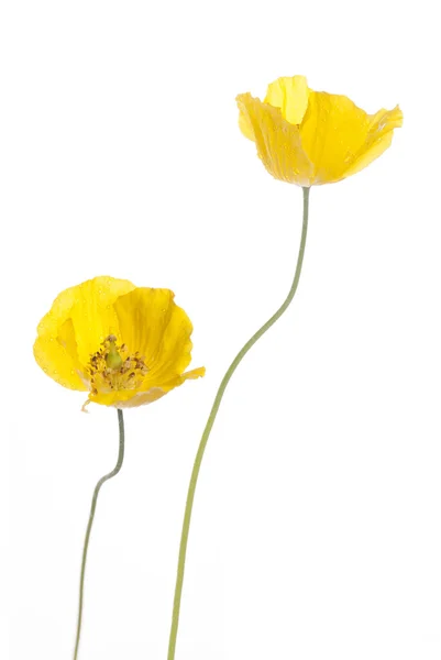 Wild yellow poppies — Stock Photo, Image