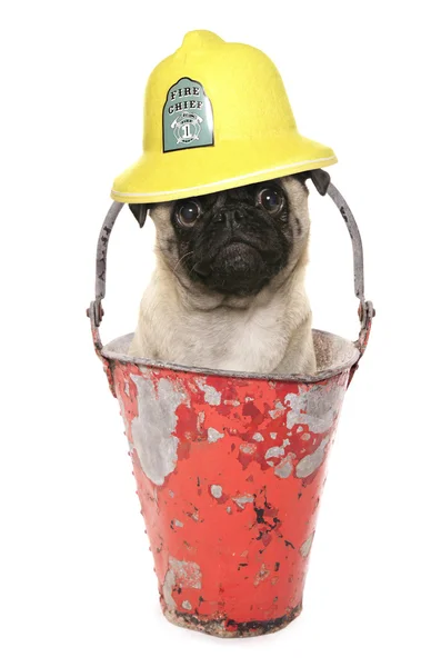 Pug fireman character — Stock Photo, Image