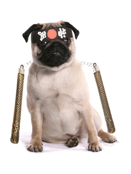 Ninja karate pug — Stock Photo, Image