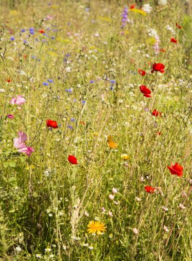 kır çiçekleri arka plan alanı