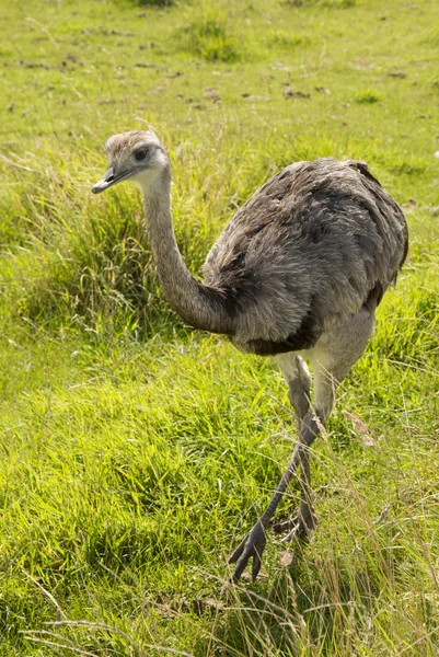 Större Rhea promenader — Stockfoto