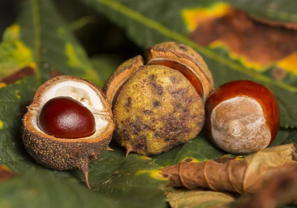 Castanha de cavalo conkers — Fotografia de Stock