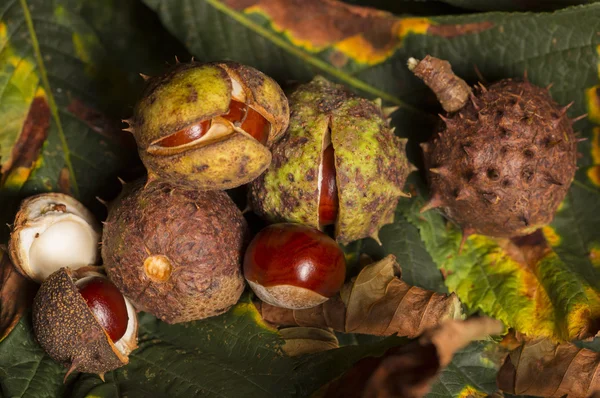 말 밤나무 conkers — 스톡 사진