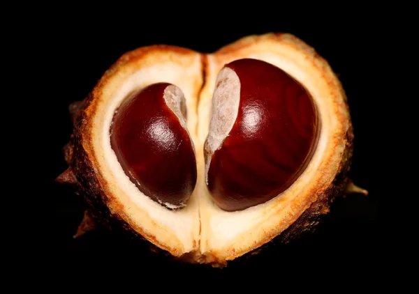 Horse chestnut conkers — Stock Photo, Image