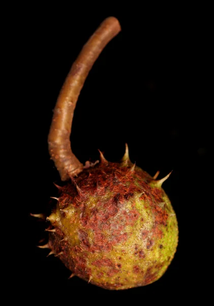 Horse chestnut conker — Stock Photo, Image