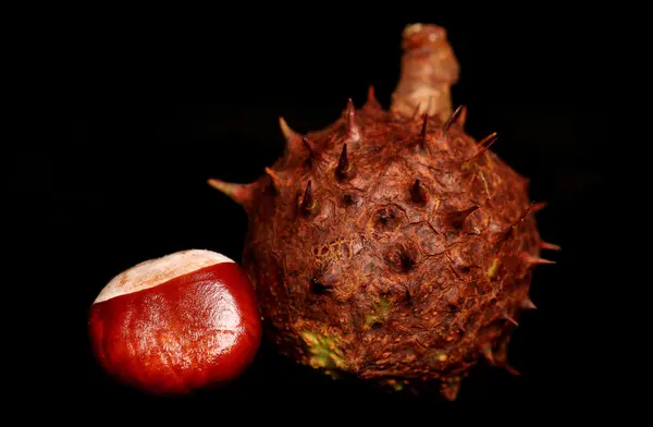 Hästkastanj conker — Stockfoto