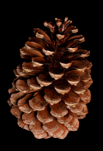 Single pine cone — Stock Photo, Image