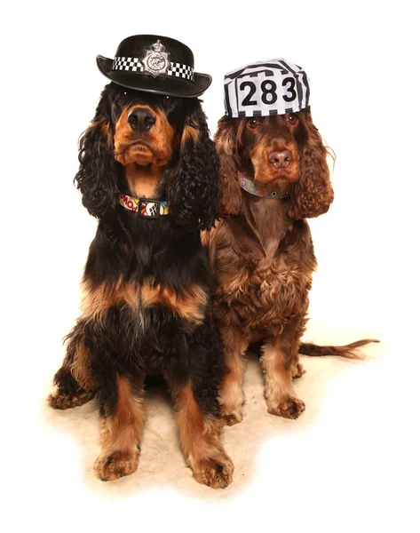 Cops en rovers honden — Stockfoto