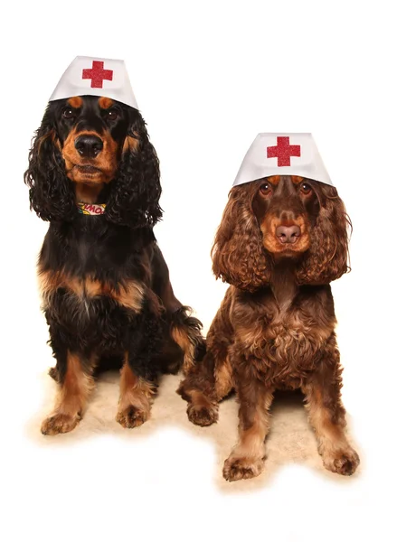 Veterinarios de cuidado de mascotas —  Fotos de Stock