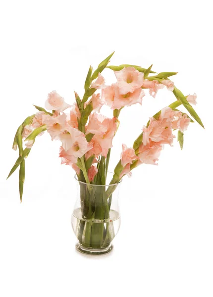 Розовые гладиолусы в вазе — стоковое фото