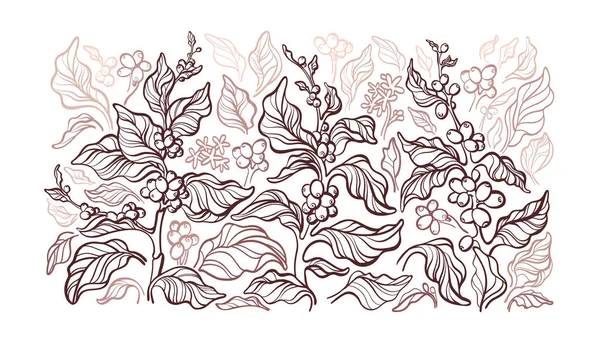 Кофе Векторный Графический Фон Ветка Рисования Листья Бобы Рисунок Природы — стоковый вектор
