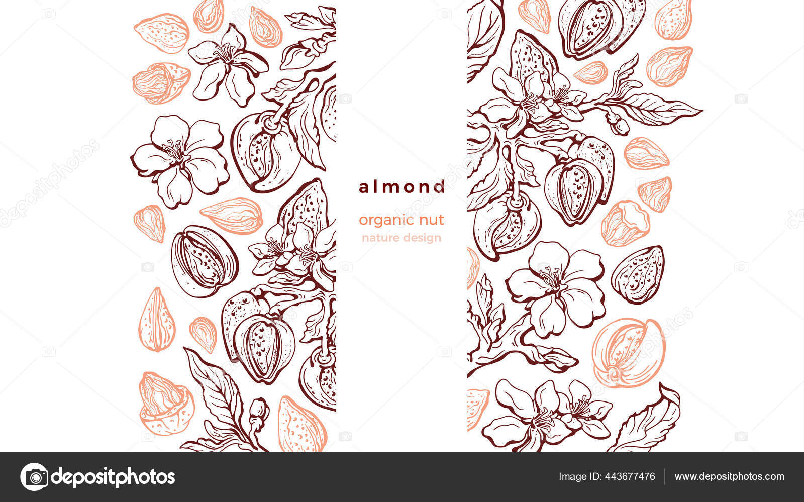 アーモンドナッツのスケッチパターン 白い背景のベクトル自然グラフィックイラスト 手描きの枝 質感の葉 花を咲かせます 有機ビーガンフード 農作物の収穫  ストックベクター ©BatikArt 443677476, image size:1600x999