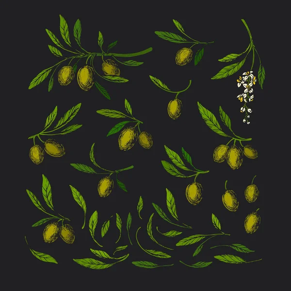 Olíva Vintage Szett Vektorművészeti Illusztráció Zöld Vad Lombozat Növény Olasz — Stock Vector