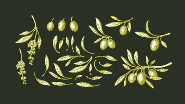 Olivový Set Vektorový Náčrtek Ručně Kreslená Větev Zelené Listy Zralé — Stockový vektor