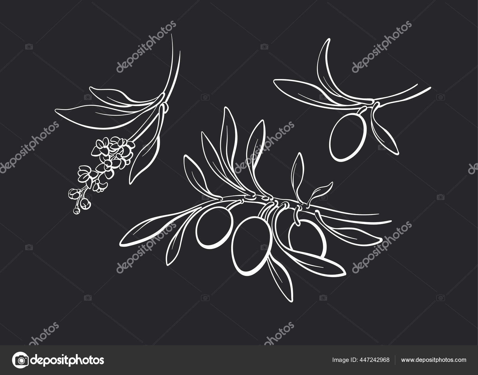 Olive Contour Set Cabang Tumbuh Buah Matang Bunga Vektor Seni Stok Vektor C Batikart 447242968