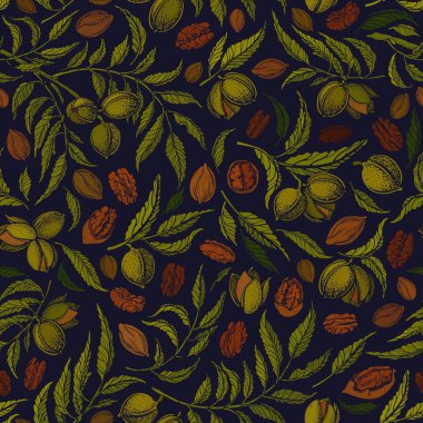 Cevizsiz desen. Vektör botanik ağacı, doku fındıkları, yeşil yapraklar. Siyah arka planda klasik el çizimi grafik çizimi. Eski bahçeli Viktorya dönemi baskısı