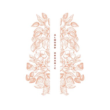 Badem fıstığı. Vektör çerçevesi. Sanat eseri çizilmiş botanik ağacı, fındık, yaprak, çiçek açan çiçek. Organik süt, aroma yağı. Çiftlik hasadı. Eski model