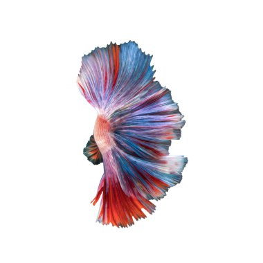 Beta balığı, siyam dövüşçüsü balık