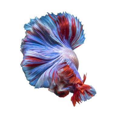 Beta balığı, siyam dövüşçüsü balık