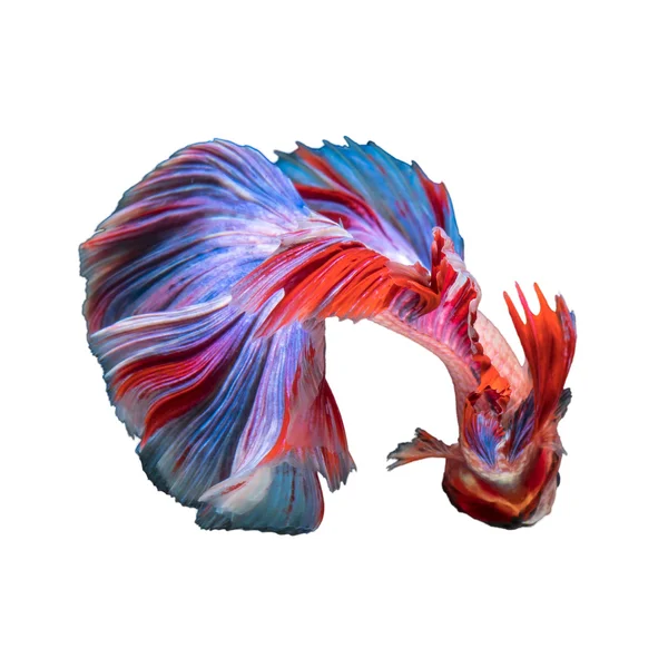 Betta vis, siamese vechtvis — Stockfoto