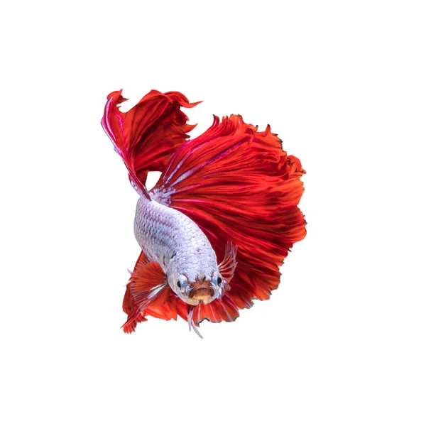 Red Halfmoon Ikan naga — Stok Foto