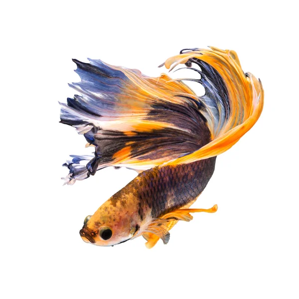 Halfmoon süslü Beatta