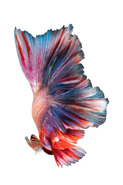 Betta fish, peixe de combate siamês — Fotografia de Stock