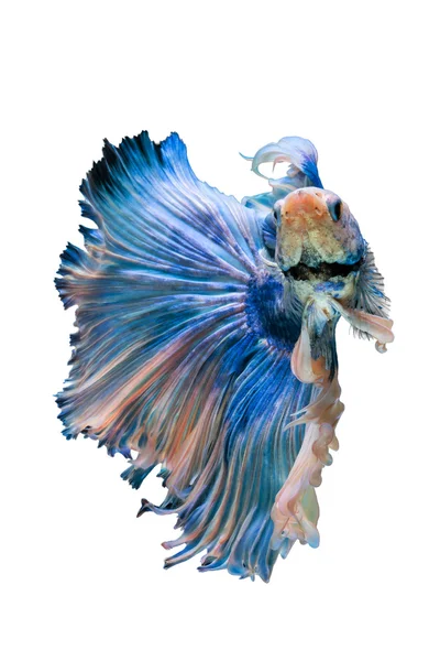 Betta fish, pesce siamese da combattimento — Foto Stock