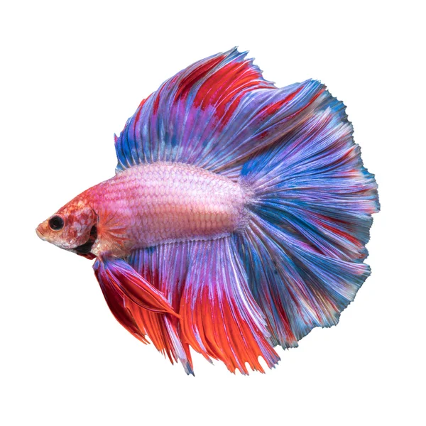 Betta fish, peixe de combate siamês — Fotografia de Stock