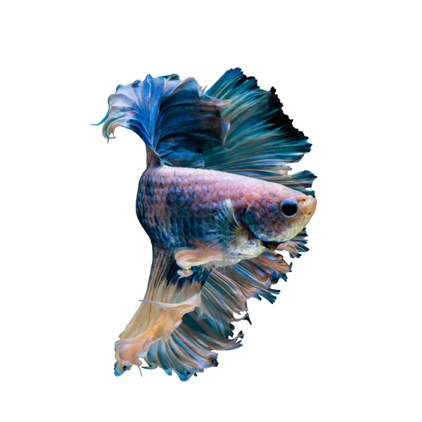 Betta pescado, peces siameses de lucha —  Fotos de Stock