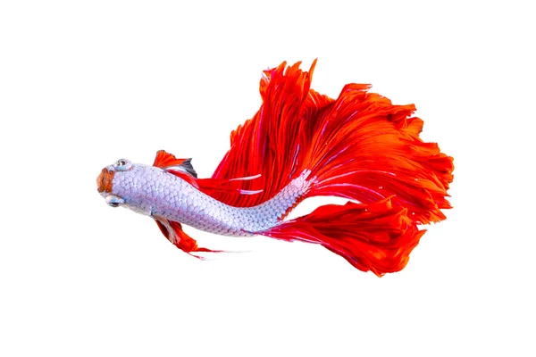 Рыба Red Halfmoon Dragon — стоковое фото