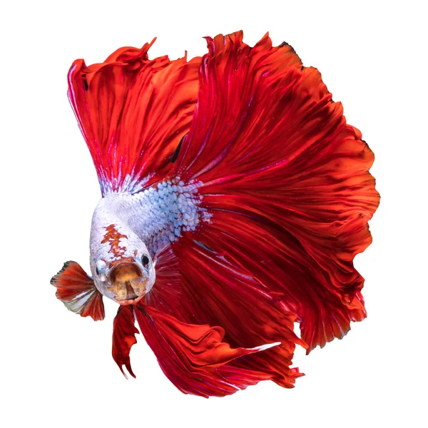Czerwony smok Halfmoon ryb — Zdjęcie stockowe