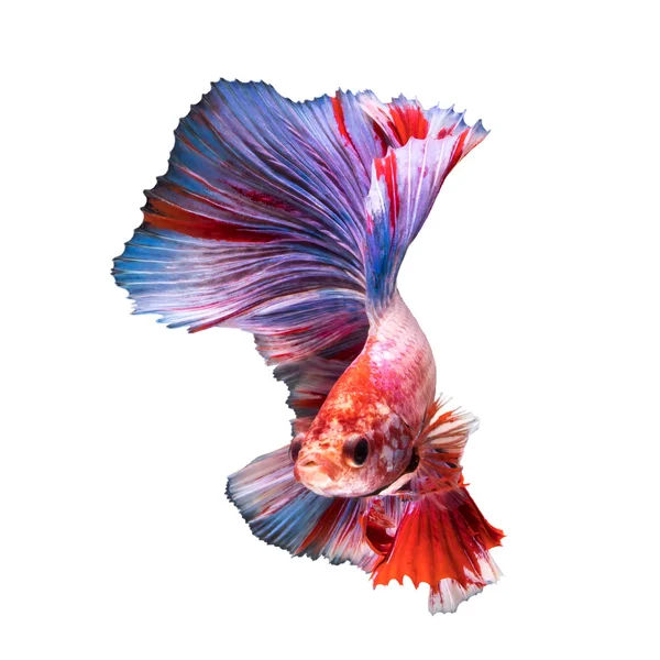 Betta fish, peixe de combate siamês — Fotografia de Stock