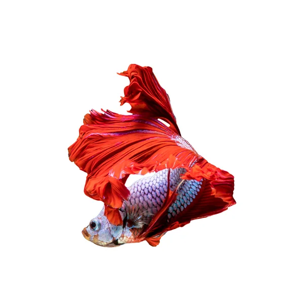 Red Halfmoon Dragon fisk — Stockfoto