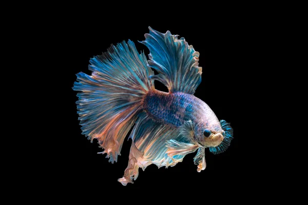 Betta fish, pesce siamese da combattimento — Foto Stock