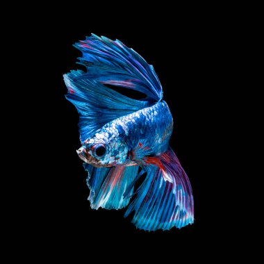 Tayland 'da savaşan siyam balıklarının çok güzel renkleri, yarım ay betta balığı.