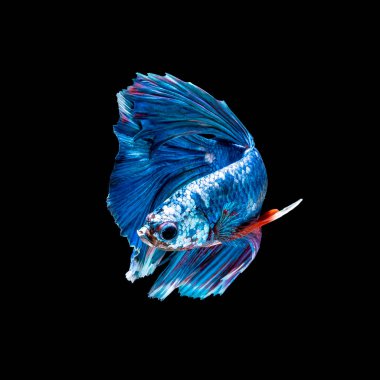 Tayland 'da savaşan siyam balıklarının çok güzel renkleri, yarım ay betta balığı.