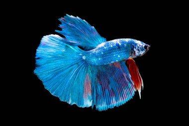 Tayland 'da savaşan siyam balıklarının çok güzel renkleri, yarım ay betta balığı.