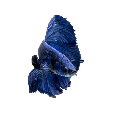 Tayland 'da savaşan siyam balıklarının çok güzel renkleri, yarım ay betta balığı.