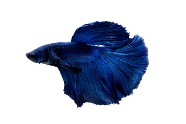 Tayland 'da savaşan siyam balıklarının çok güzel renkleri, yarım ay betta balığı.