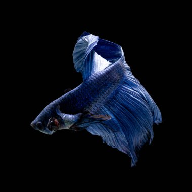 Tayland 'da savaşan siyam balıklarının çok güzel renkleri, yarım ay betta balığı.