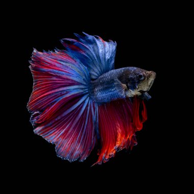 Tayland 'da savaşan siyam balıklarının çok güzel renkleri, yarım ay betta balığı.