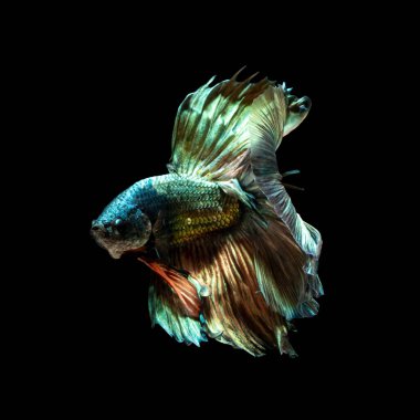 Tayland 'da savaşan siyam balıklarının çok güzel renkleri, yarım ay betta balığı.